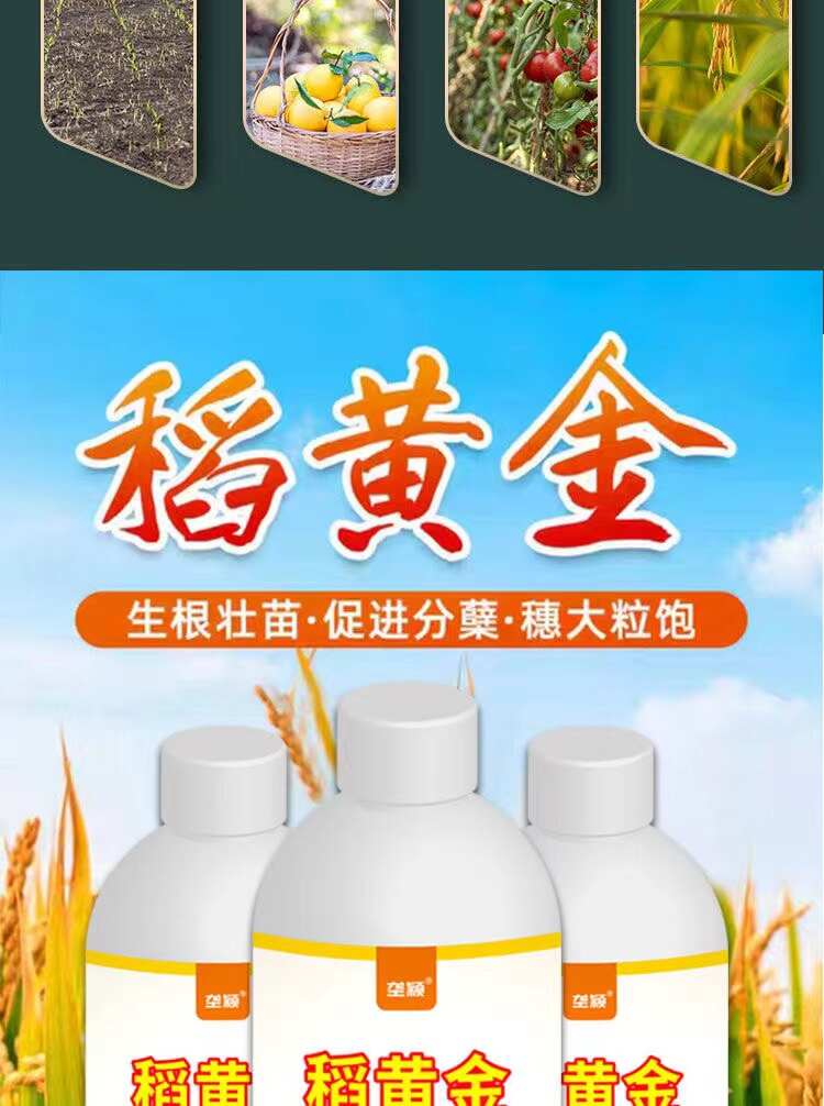 水稻黄金增产剂穗氨基酸微量元素叶面肥抗倒伏分蘖返青灌浆肥早熟