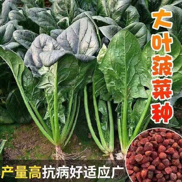 菠菜种子墨斯旺菠菜种子圆叶黑亮菠菜肉厚抗病耐寒杂交菠菜种子