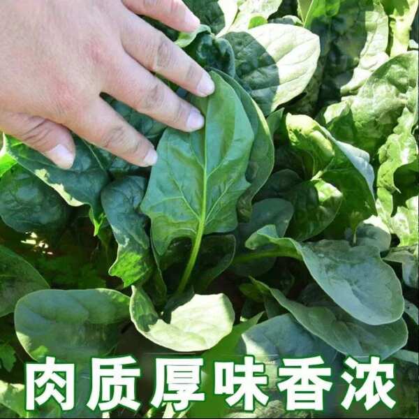 菠菜种子墨斯旺菠菜种子圆叶黑亮菠菜肉厚抗病耐寒杂交菠菜种子