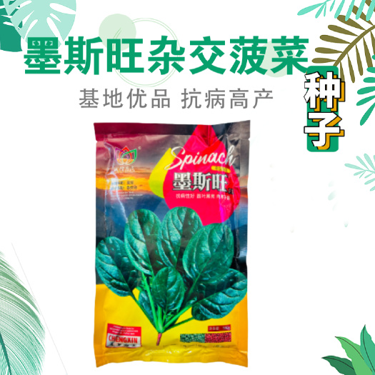 武汉菠菜种子墨斯旺菠菜种子圆叶黑亮菠菜肉厚抗病耐寒杂交菠菜种子