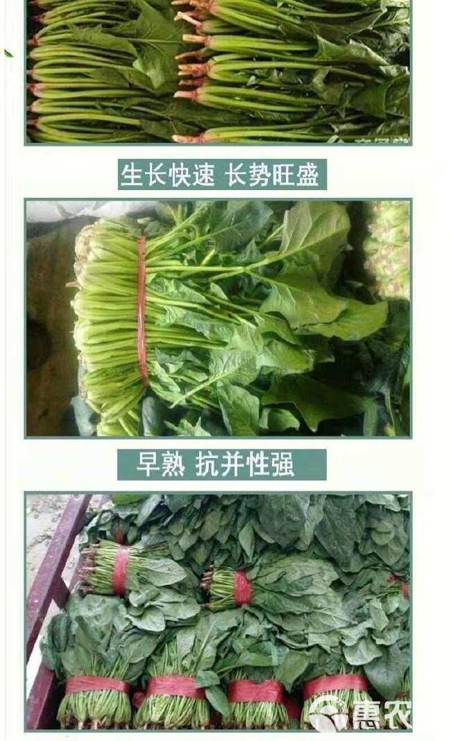 菠菜种子墨斯旺菠菜种子圆叶黑亮菠菜肉厚抗病耐寒杂交菠菜种子