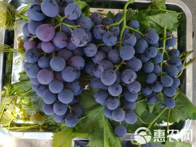 夏黑葡萄果园现摘新鲜水果黑提无籽巨峰当季现摘水果夏黑