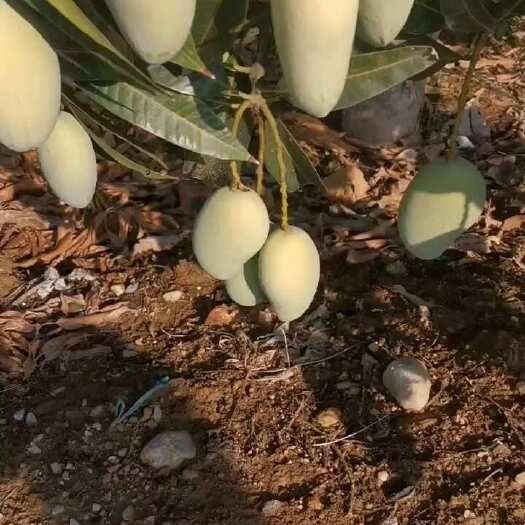 百色台农芒   贵妃芒   金煌芒