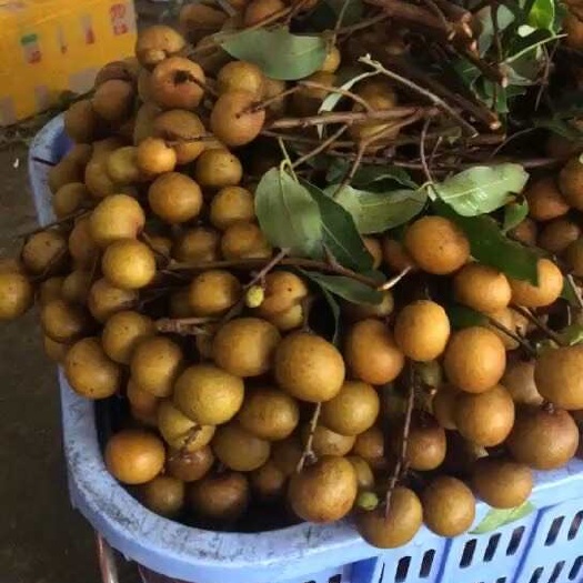 高州市高州根子当季水果精品龙眼桂圆现售外省下单链接
