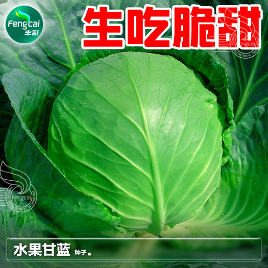 绵阳甜脆水果甘蓝种子一代杂交 可生吃 成熟后单球重1.0公斤左右