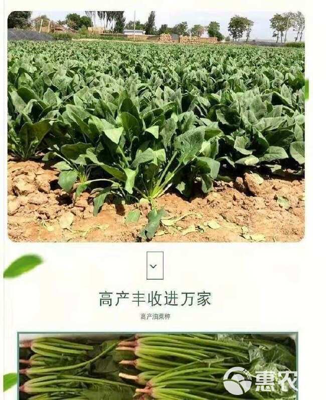 菠菜种子墨斯旺菠菜种子圆叶黑亮菠菜肉厚抗病耐寒杂交菠菜种子