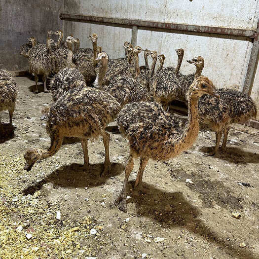 兰考县成年鸵鸟苗脱温苗 绿色养殖改良周期短 饲养简单 自然散养观赏