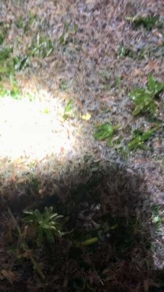 化州市澳洲淡水小龙虾虾苗