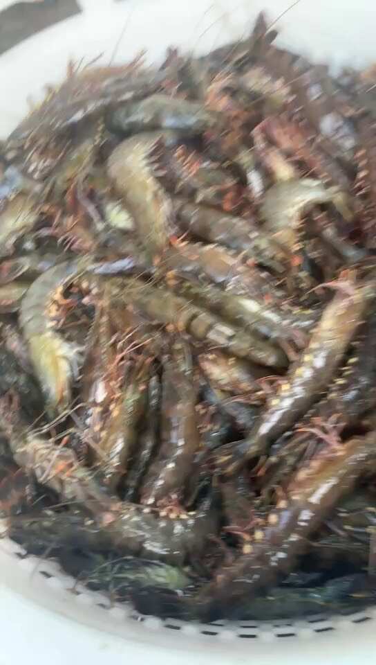 活冻黑虎虾 草虾