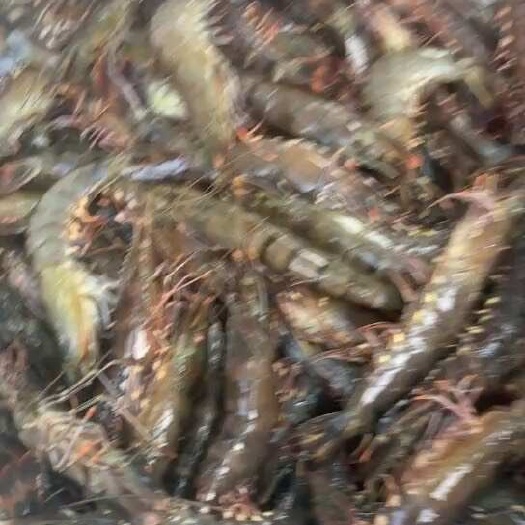 北海活冻黑虎虾 草虾