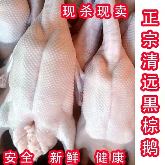 佛山广东清远黑棕鹅烧腊烧鹅专用棚鹅光鹅现杀现发