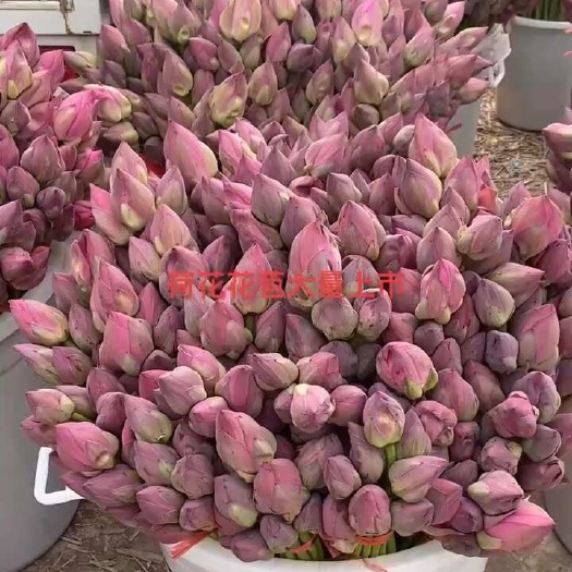  地莲花
