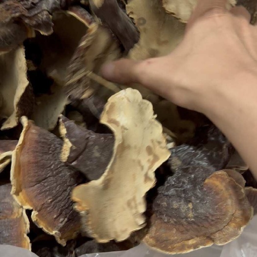 玉林灵芝东北纯生灵芝松山灵芝长白山纯生纯正品干货白心
