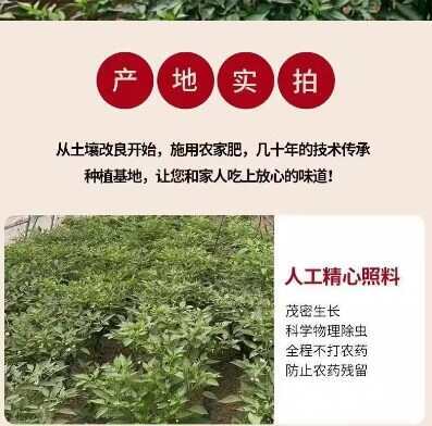 辣椒之乡新鲜青线椒线椒蔬菜现摘现发尖椒辣椒青椒二荆条产地直发