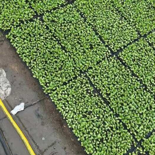 沽源县油麦菜种植基地 质量保证