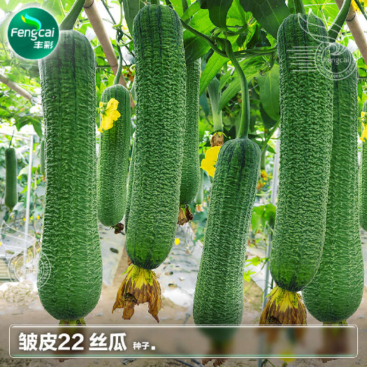 皱皮肉丝瓜种子 杂交一代新品种 瓜肉白色细嫩清香 籽少无空心
