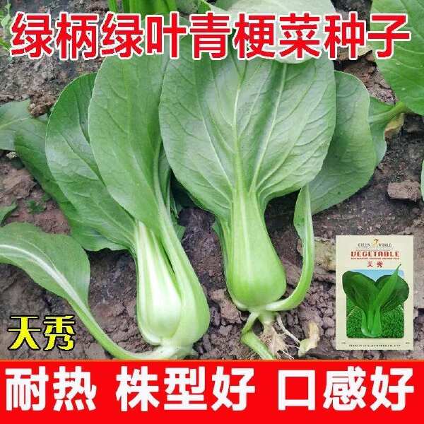 夏季可种抗热上海青种子小青菜种孑小白菜小油菜种子蔬菜种子优质