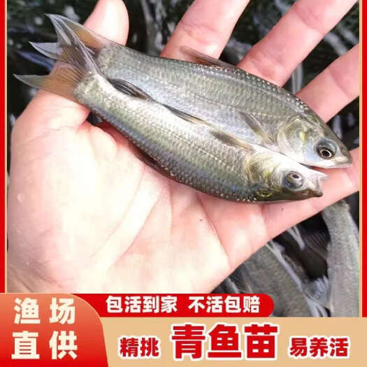 水富市鲜活淡水青鱼 0.05公斤 人工养殖成活率高 送货上门