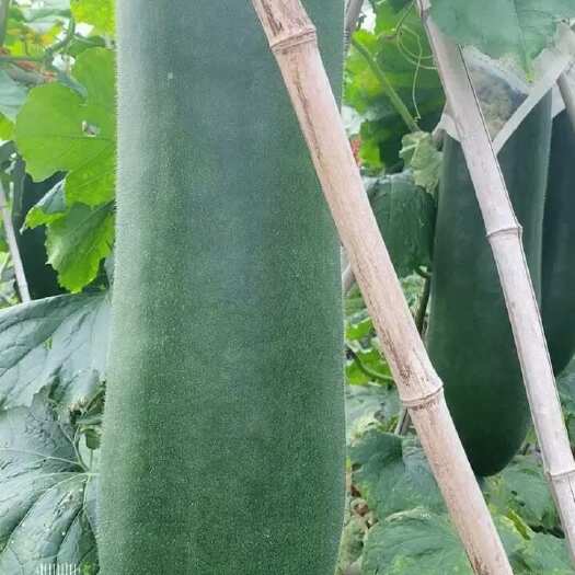 柳州黑皮冬瓜大量上市