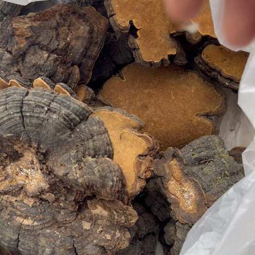 玉林桑黄西藏桑黄深山岩桑黄一手货源稳定供货