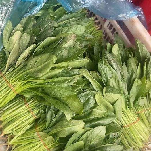 南通精品菠菜