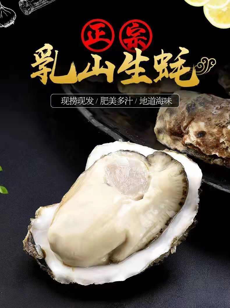 乳山牡蛎 高品质乳山生蚝 产地直发 肥度8.5-9成