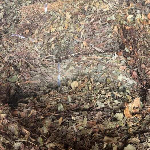 清远药用鱼腥草