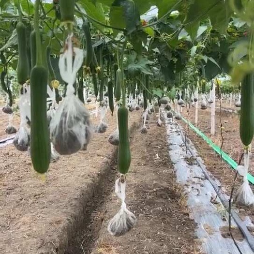 常州丝瓜