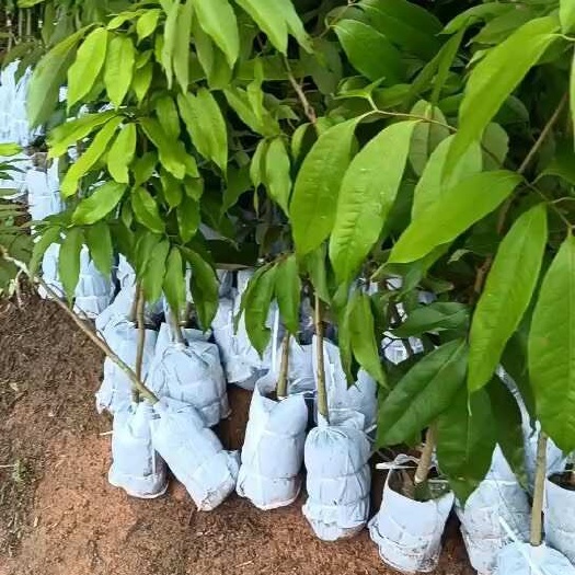 灵山县妃子笑荔枝苗