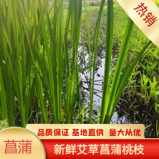 新鲜艾草 菖蒲 桃枝 端午节艾草 基地直销 欢迎来电咨询