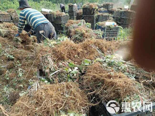 艾草苗 端午艾 宛艾 大白艾 万亩种植基地成活率高  包回收