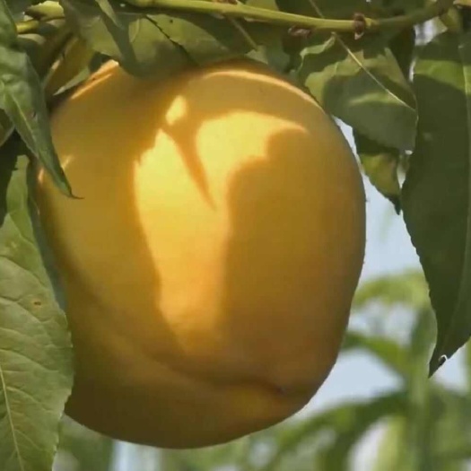 长沙现摘黄桃