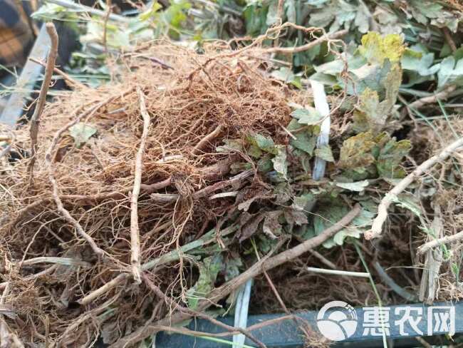 艾草苗 端午艾 宛艾 大白艾 万亩种植基地成活率高  包回收