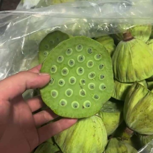 水果莲蓬/长杆莲蓬/荷花