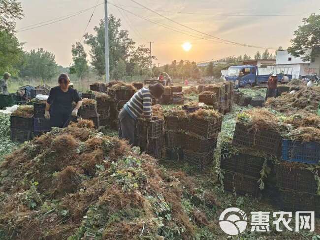 艾草苗 端午艾 宛艾 大白艾 万亩种植基地成活率高  包回收