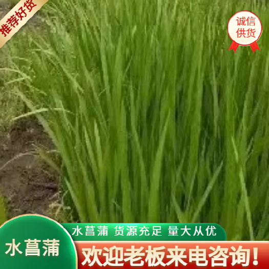 南召县水菖蒲新鲜菖蒲货源充足量大从优品质保障