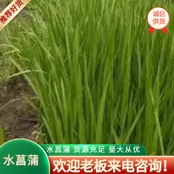 水菖蒲新鲜菖蒲货源充足量大从优品质保障