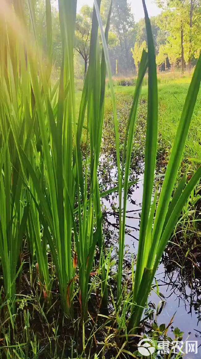 水菖蒲新鲜菖蒲货源充足量大从优品质保障