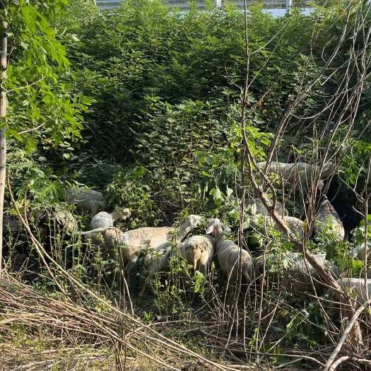 郑州绵羊