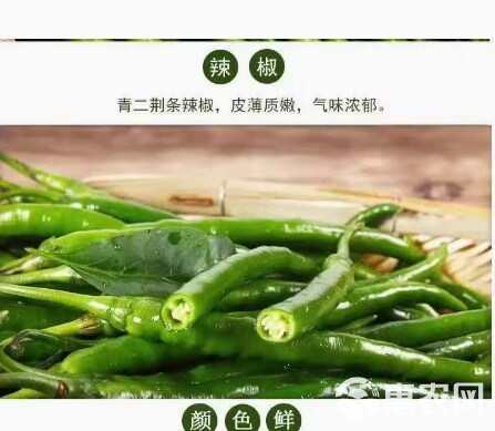 新鲜线椒微辣青辣椒蔬菜现摘二荆条香辣青海椒中辣长辣椒