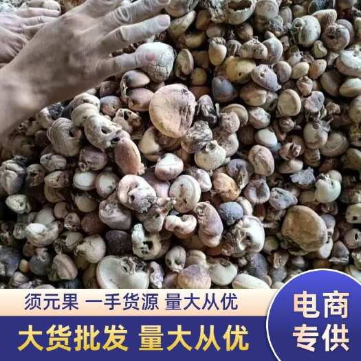 须元果隐孔菌树荷包干货批发一手货源量大从优