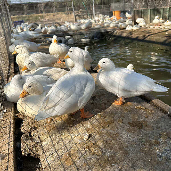 麟祥网红成年柯尔鸭脱温小苗 景区池塘观赏不飞 纯白色宠物鸭