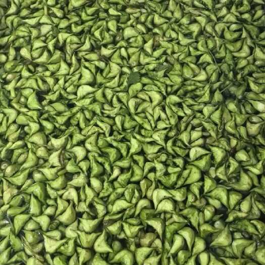 泰州菱角菱米