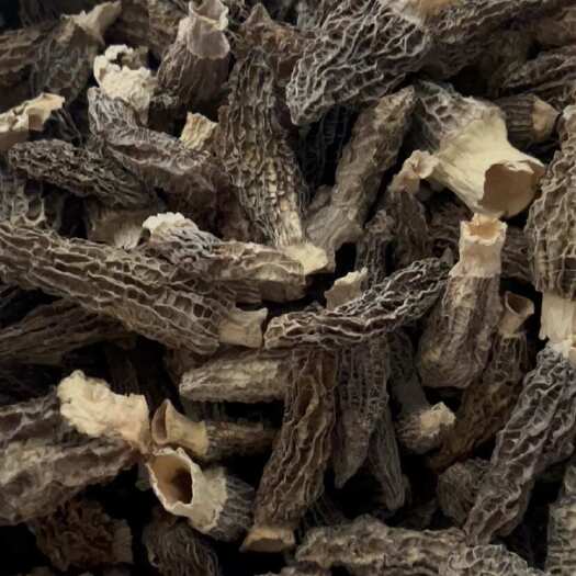 成都羊肚菌产地批发厚肉手选4-7公分