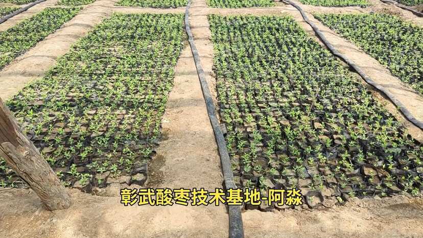 彰武县酸枣营养杯苗（25年育苗可以提前预定）