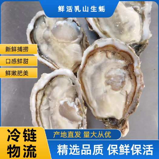 乳山牡蛎 高品质乳山生蚝 产地直发 肥度8.5-9成