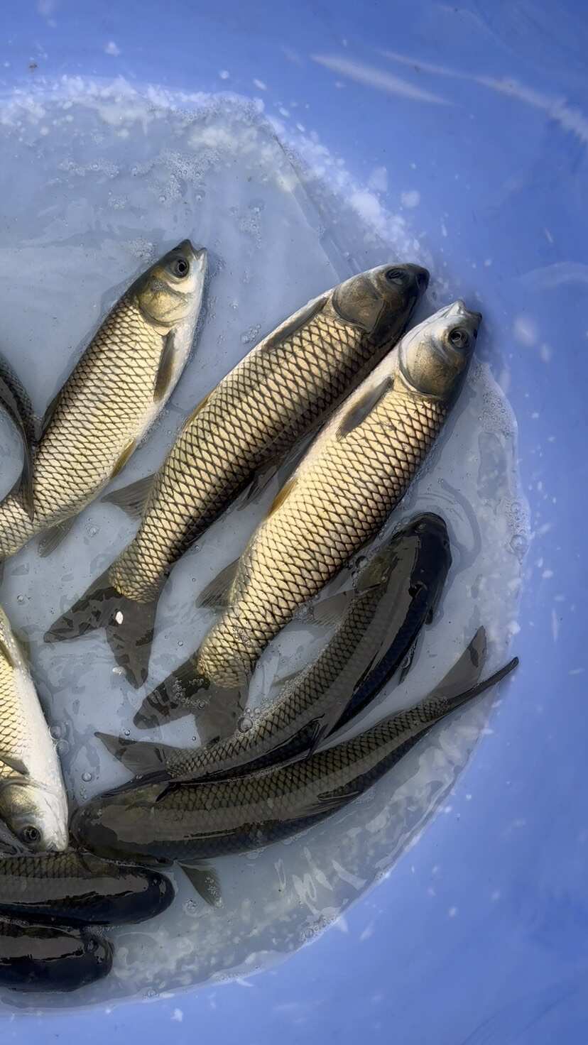 草鱼，打三针疫苗