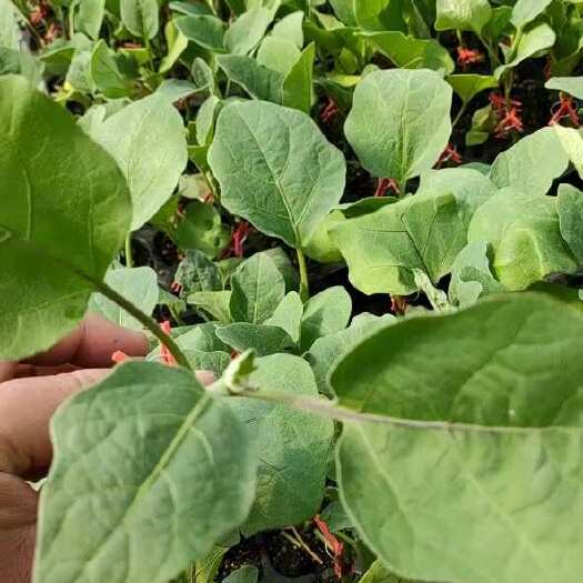 寿光市嫁接茄子苗黑宝圆茄紫萼长茄绿冠绿萼长茄 抗病性好