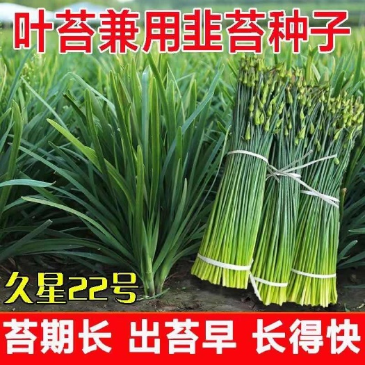 天津久星22号四季韭苔种子 苔叶兼用韭菜苔韭 耐热耐寒 翠绿鲜嫩