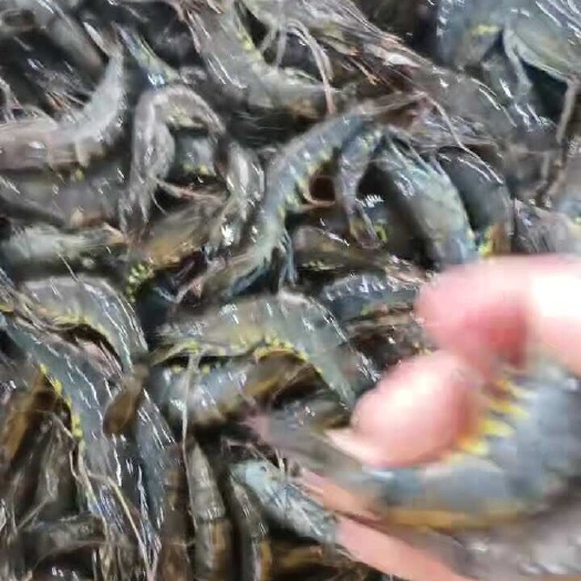 北海活虾南美白